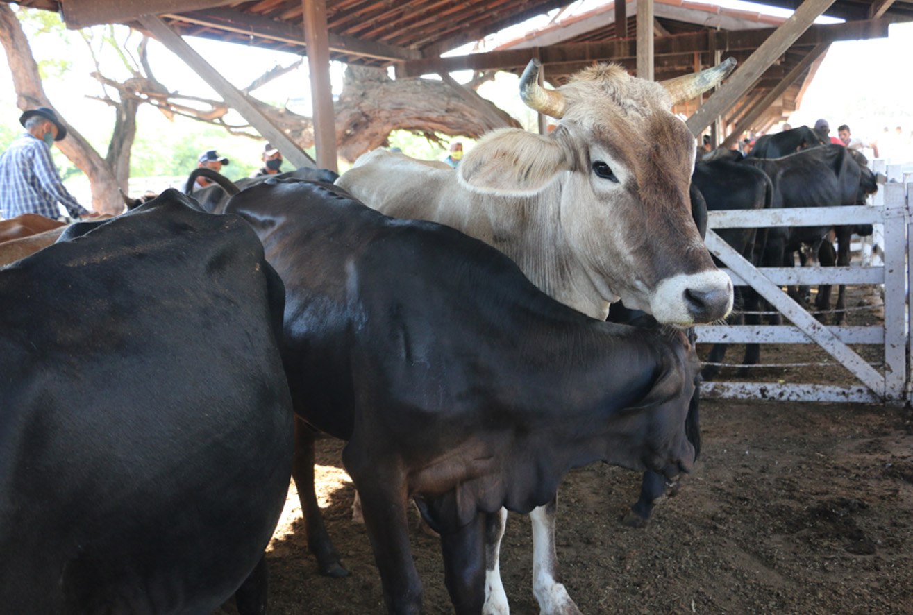 SEADRU distribui cartilha para criadores da Feira do Bode com dicas sobre animais saudáveis