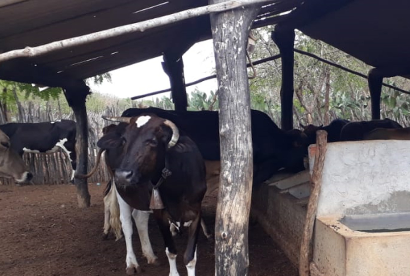 Secretaria orienta bovinocultores a regularizar rebanho para garantir vacina contra febre aftosa