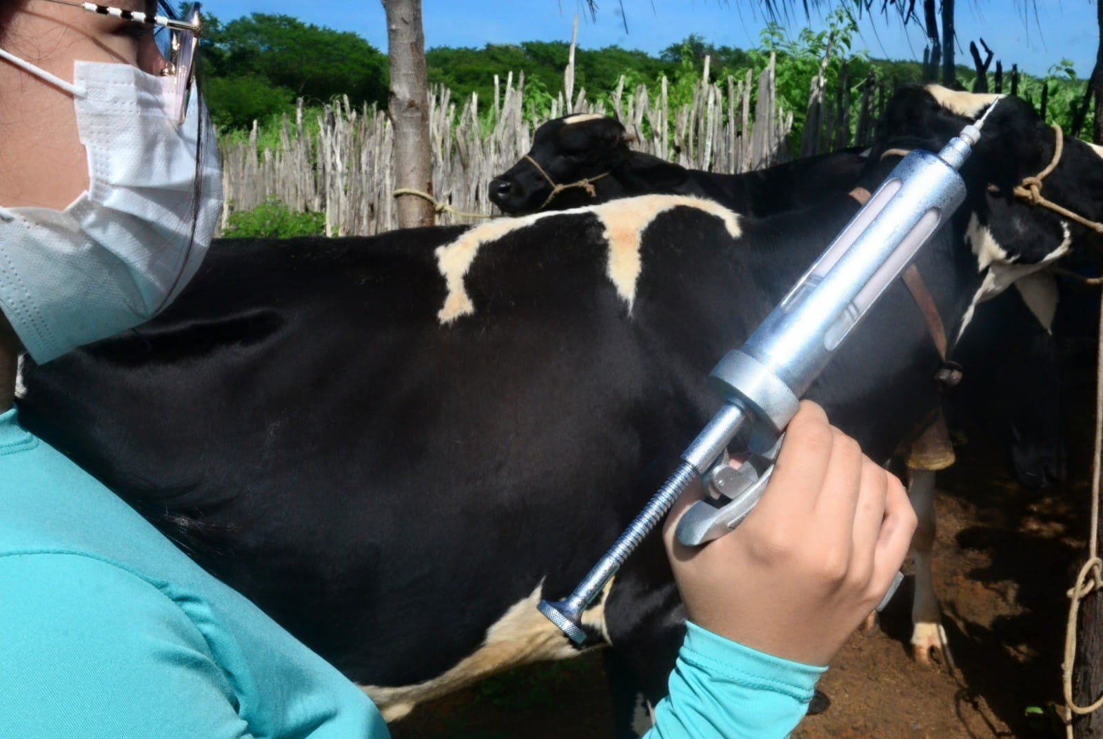 SEADRU vacina mais de 1.600 bovinos contra a febre aftosa em apenas oito dias