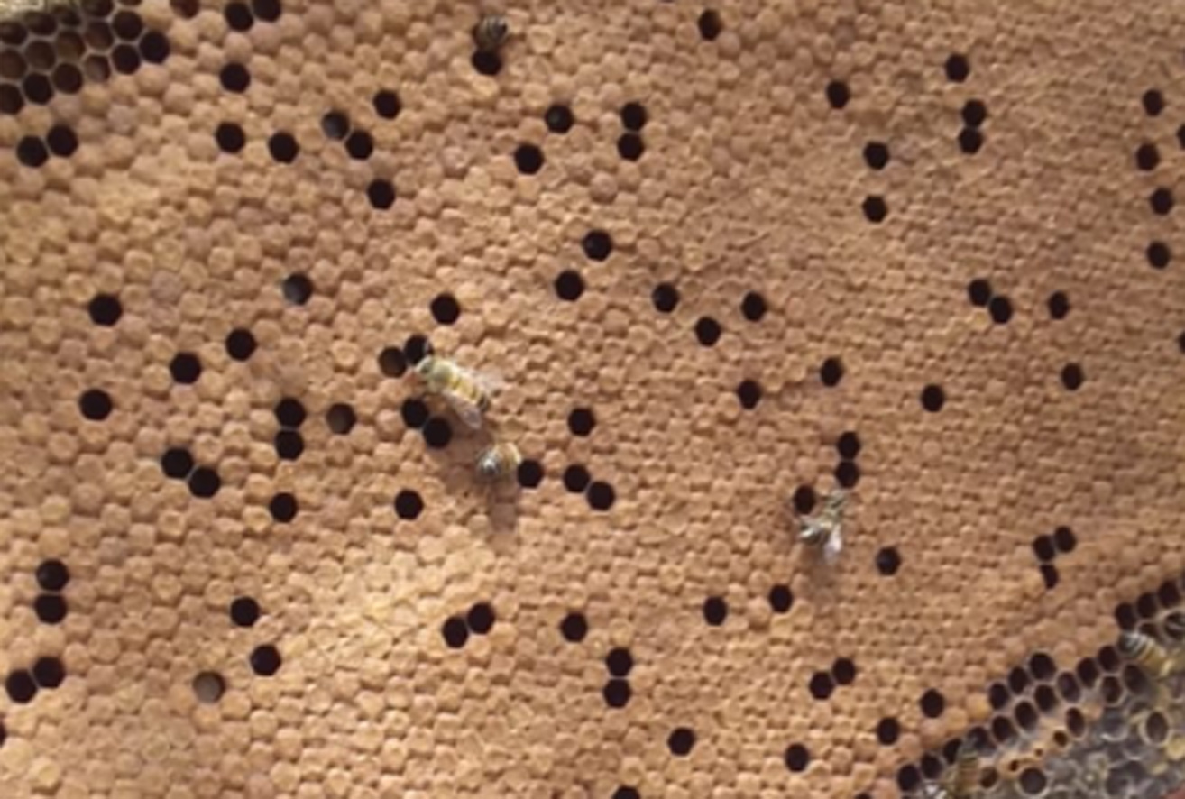 Mossoró Rural: assessoria técnica ensina apicultor a fazer pasta proteica para alimentação de abelhas