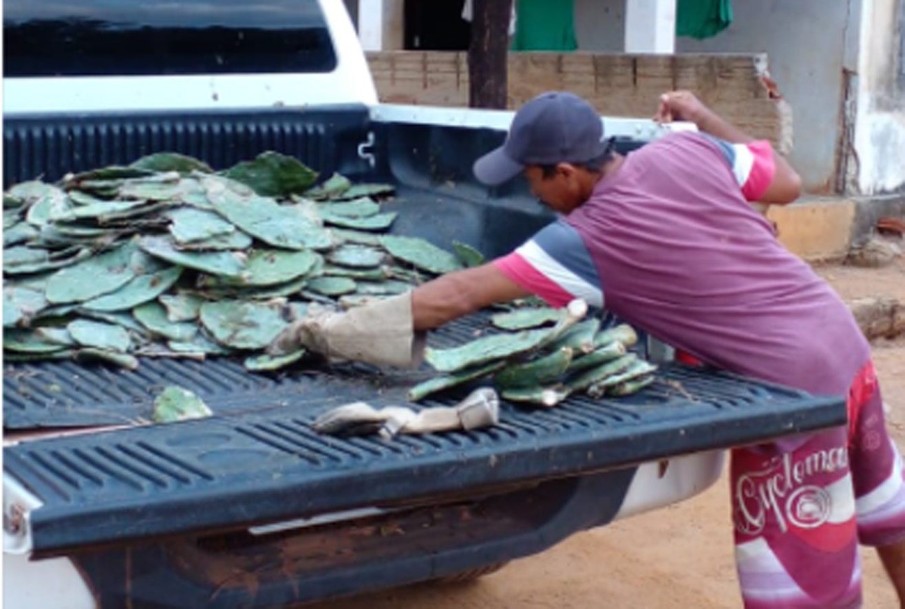 Secretaria entrega 12 mil unidades de palma de forrageira na zona rural de Mossoró