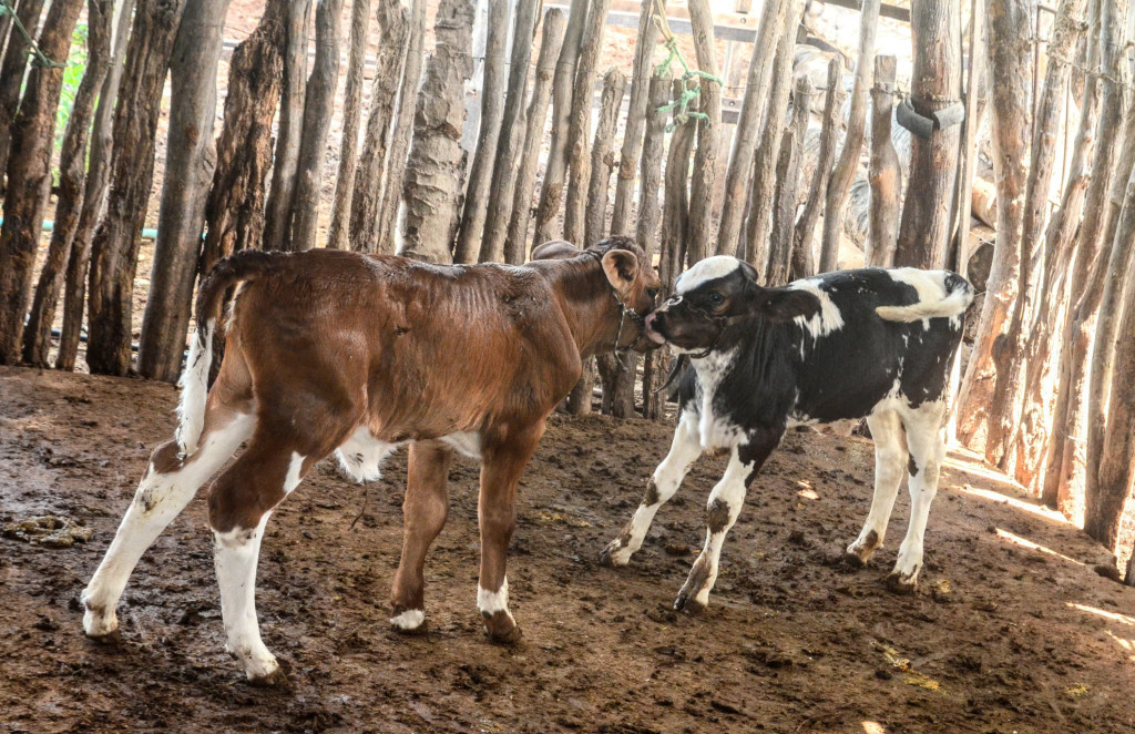 Wilson Moreno (SECOM/PMM/Arquivo)