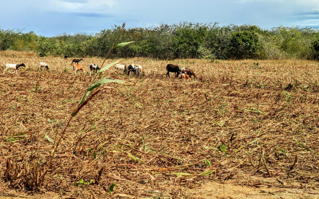 Foto: Wilson Moreno (Secom/PMM/Arquivo)