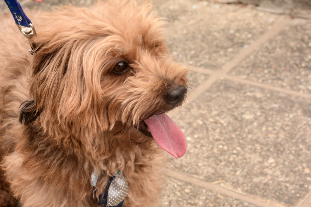 Foto: Wilson Moreno | Arquivo (Secom/PMM)