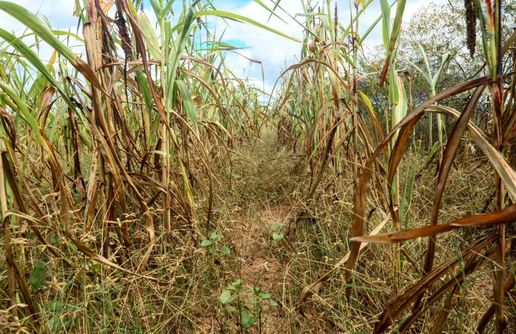 Wilson Moreno (SECOM/PMM/Arquivo)