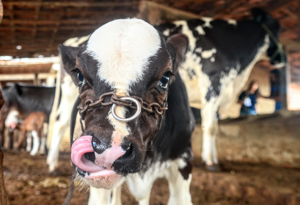 Wilson Moreno (SECOM/PMM/Arquivo)