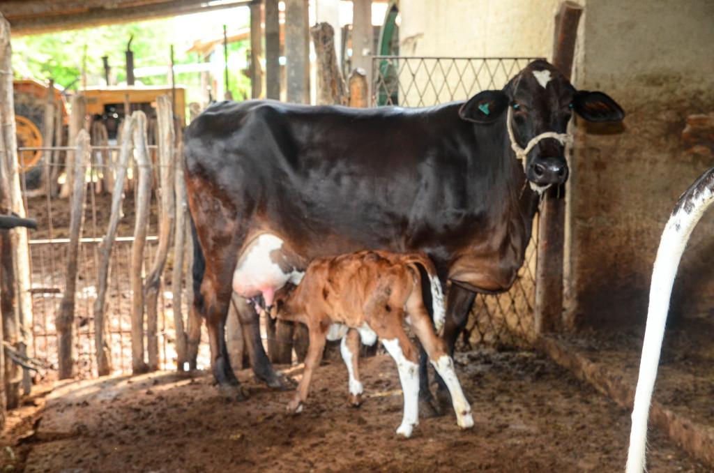 Wilson Moreno (SECOM/PMM/Arquivo)