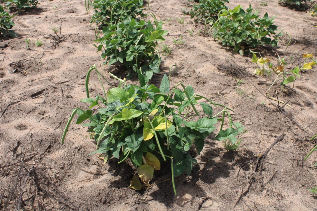 Wilson Moreno (SECOM/PMM/Arquivo)