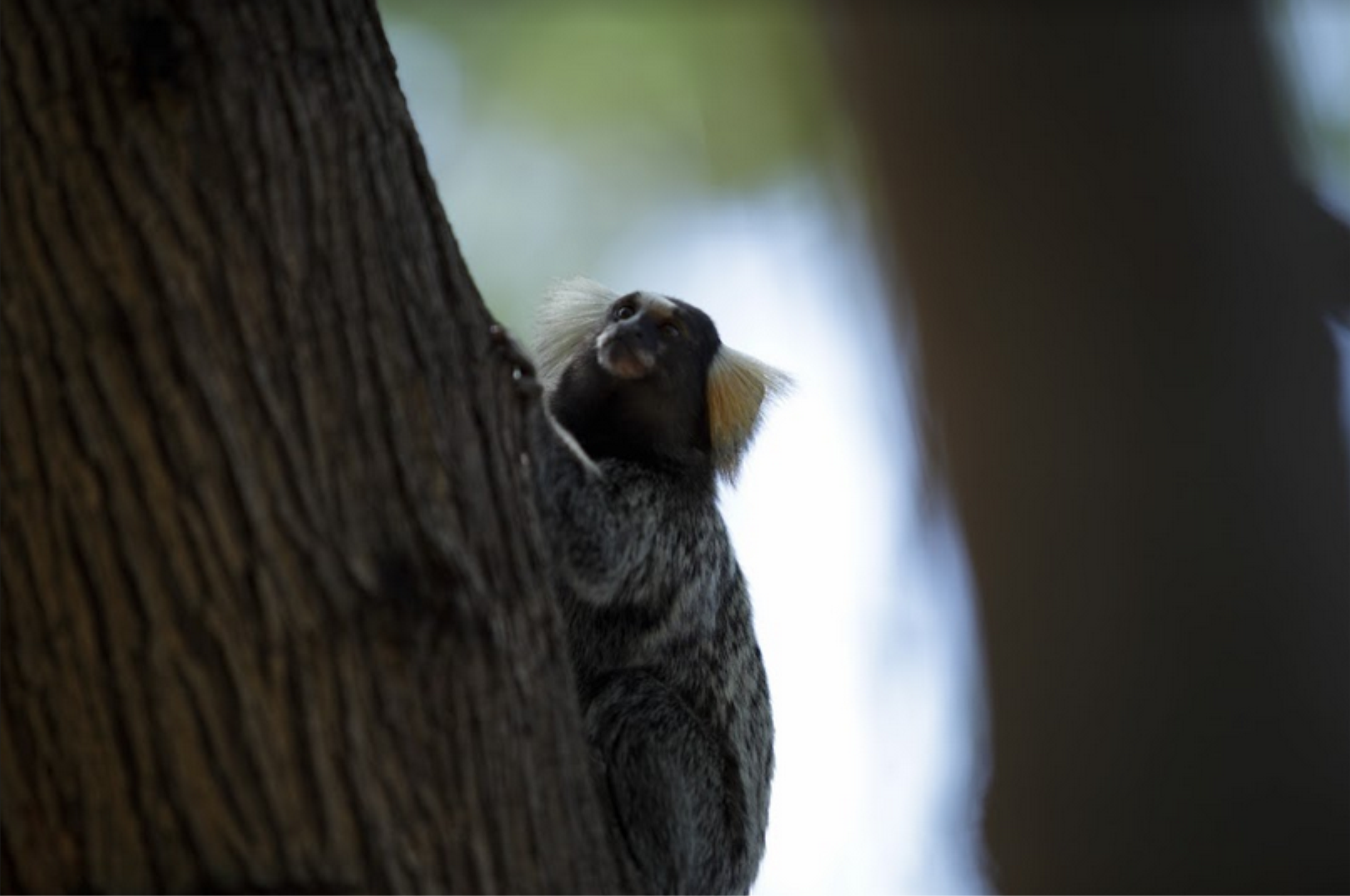 Visitantes do Parque Municipal convivem em paz com macacos saguis